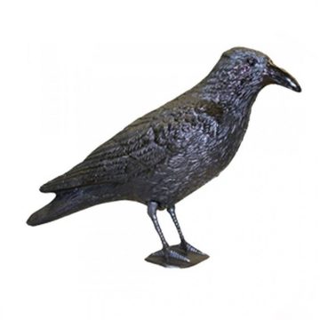 Galambriasztó varjú 