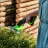   Sövény és fűvágó akkumulátoros Greenworks® G24SHT 24V 2 in 1 - akku és töltő nélkül - eredeti minőségi alkatrész*
